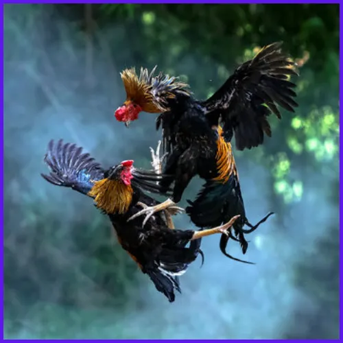 Sabong with Iron Spurs SUPERACE88